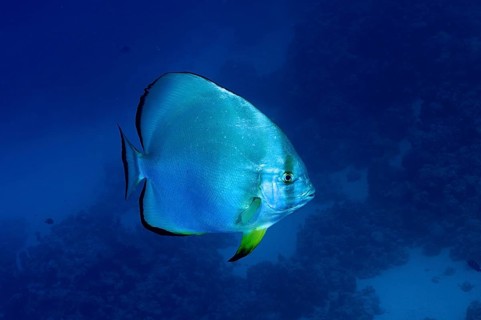 Orbicular batfish