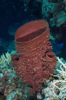 Spiny tube sponge