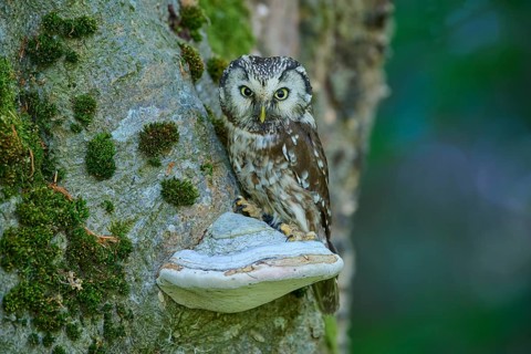 Tengmalm's Owl