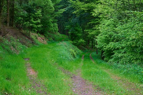 Fork in the road