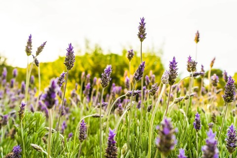 Blooming lavender in a field