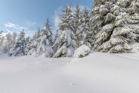 Fir forest under the snow in the mountains. Vosges