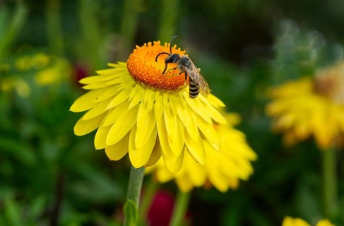 Sweat bee