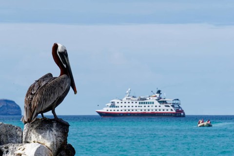 Brown pelican