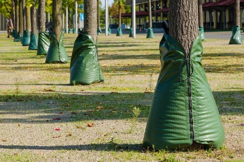 Irrigation bags on trees