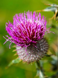 Woolly thistle