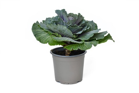 Potted ornamental cabbage on white background