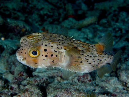 Long-spine porcupinefish