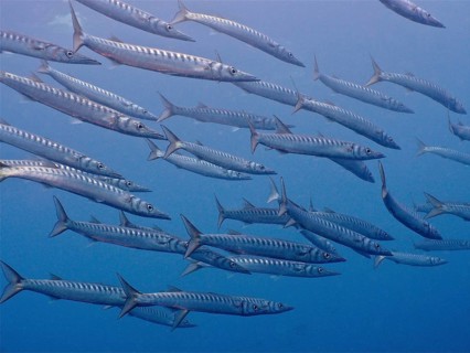 Group of barracuda