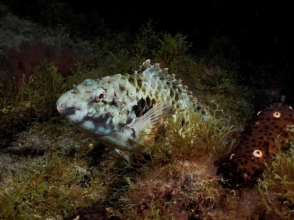 Mediterranean parrotfish