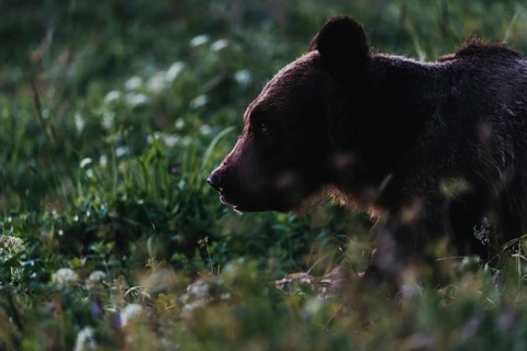 Brown bear