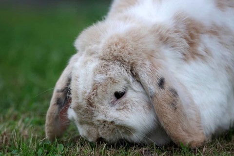 Rabbit
