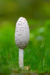 Shaggy ink cap