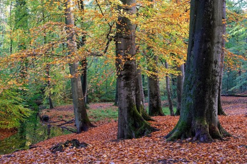 Beech forest in autumn