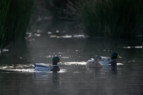 Mallard