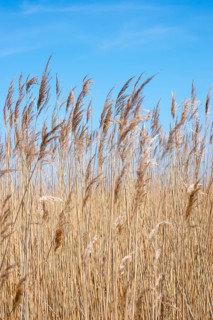 Reed or common reed