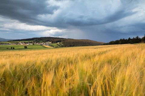 Barley field in the evening light