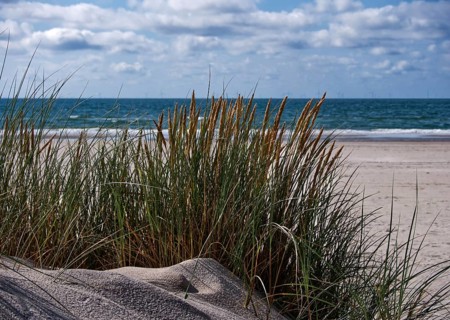 Marram grass