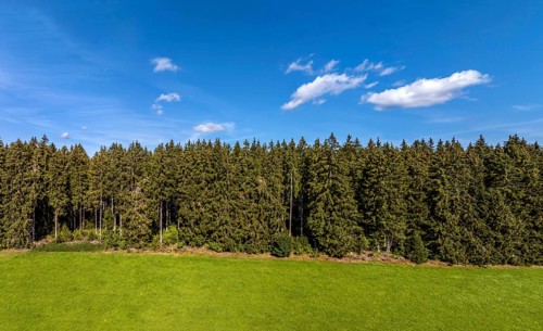 Coniferous forest with sky and clouds