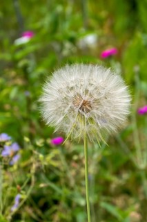 Western salsify