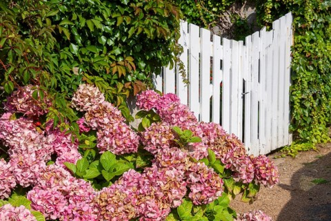White garden door with hydrangea bush