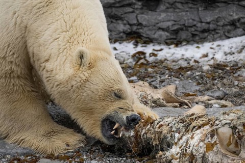 Scavenging polar bear