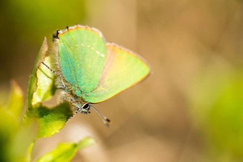 Green hairstreak