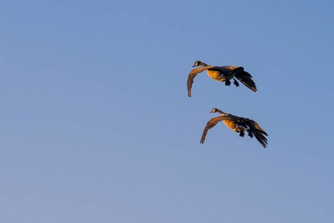 Two Canada geese