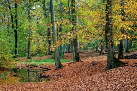 Beech forest in autumn