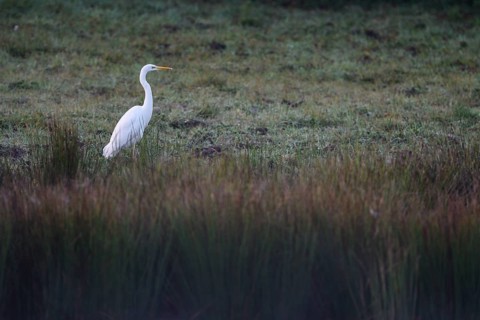 Great egret