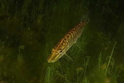 Pike