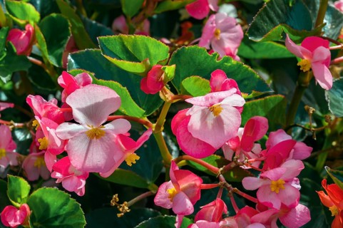 Begonias