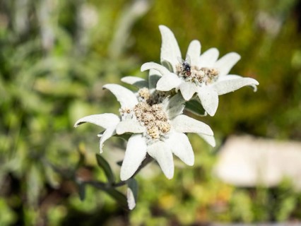 Alpine edelweiss