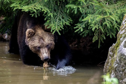 Brown bear in the animal enclosure