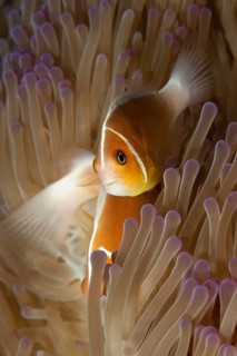 Close-up of symbiotic behaviour Symbiosis of pink skunk clownfish