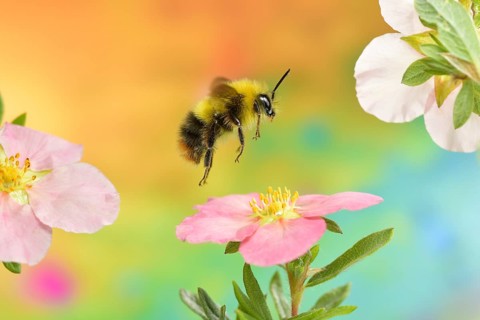 Early bumblebee