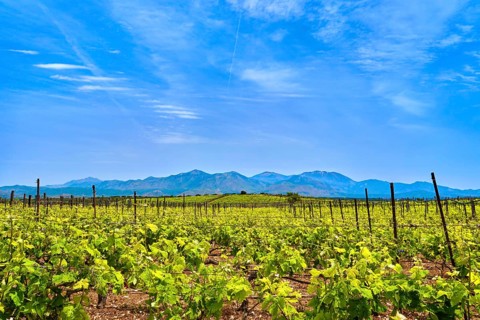 Beautiful landscape with vineyards and distant mountains