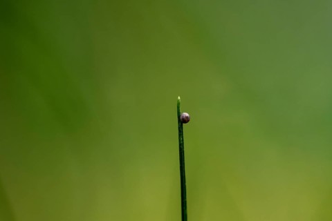 Egg of a swallowtail