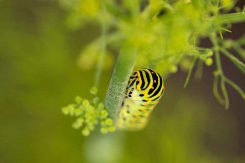 Swallowtail