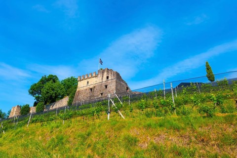Castle and Vineyard in a Sunny Summer Day in Morcote