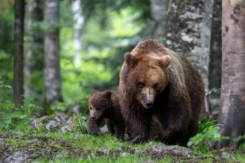 European brown bear