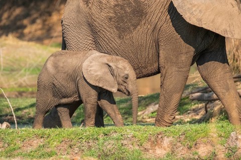 Baby elephant