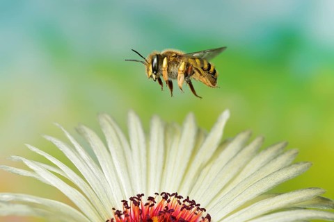 European wool carder bee