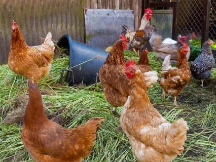 Free-range chickens and green grass in small farm
