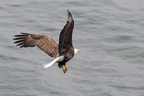 Bald eagle in flight
