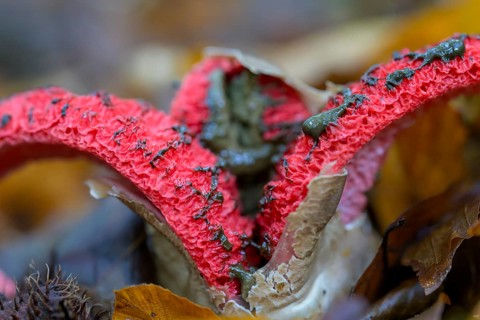 Octopus stinkhorn
