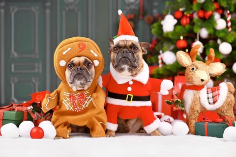 French Bulldog dogs wearing funny Christmas costumes dressed up as Santa Claus and gingerbread man in front of Christmas tree