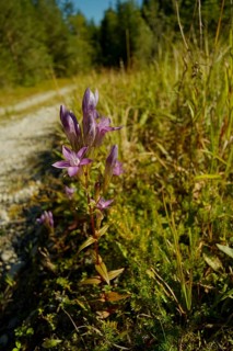 German wreath gentian