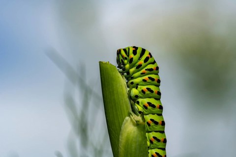Swallowtail