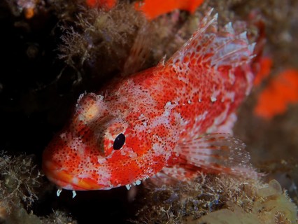 Madeira rockfish